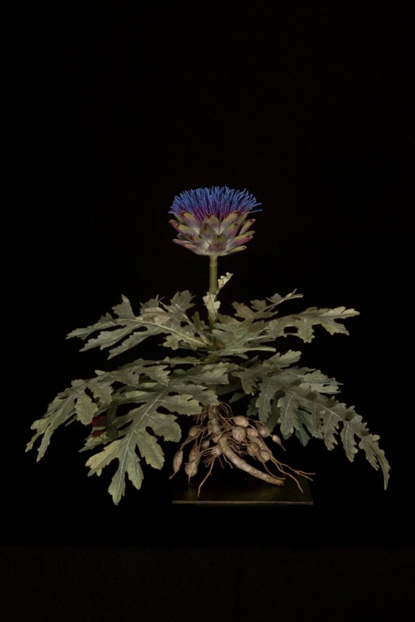 artichoke-plant-with-phalene-600x898-1